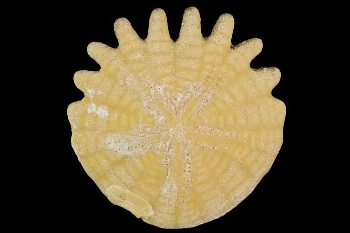 Fossil Sand Dollar (Heliophora) - Boujdour Province, Morocco #106772